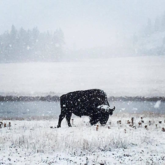 snowstorm-yellowstone-blizzard.jpg